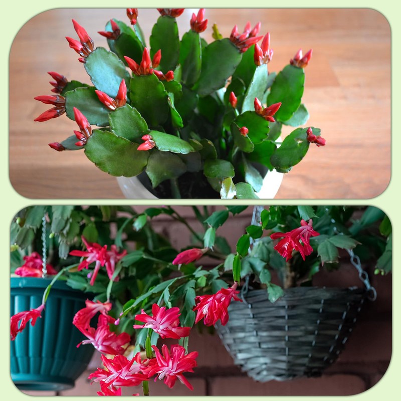 Doter Christmas Cactus Potting Soil Mix 2qt, Ideal for Succulents,