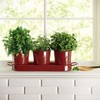MoFarbe Herb Pots for Kitchen & Windowsill | Kitchen Herb