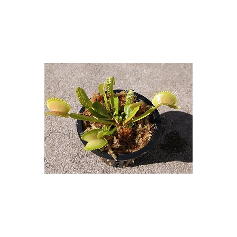 Adult Sized Venus Flytrap - Fly Trap - (Dionaea Muscipula)