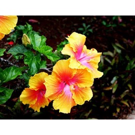 Flower Seeds 100 + Seeds Double Color Hibiscus Seeds Hardy Flower Easy Grow Seed