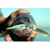 Bandit Walleye Shad - Shark Bait - 3"