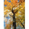 The Jonsteen Company Canada Sugar Maple | Tree Seed Grow
