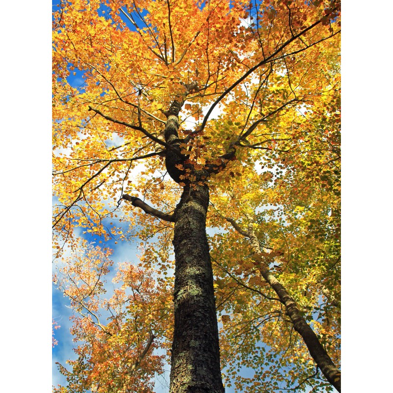 The Jonsteen Company Canada Sugar Maple | Tree Seed Grow
