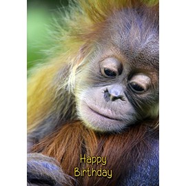 Orangutan Birthday Card