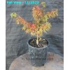 House of Bonsai Dwarf Japanese Green Maple 'Sharp's Pygmy' Pre-Bonsai