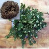 Rose of Jericho Resurrection Fern - Selaginella lepidophylla