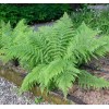 Ferns 20 Lady Fern Roots/Root Systems - Common Ladyfern Plants