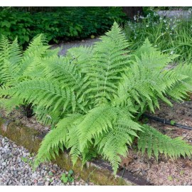 Ferns 20 Lady Fern Roots/Root Systems - Common Ladyfern Plants - Athyrium filix-femina