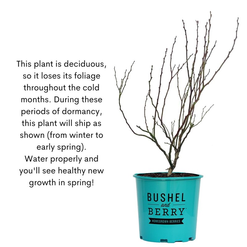 Bushel & Berry 2 Gal. Raspberry Shortcake Raspberry Shrub