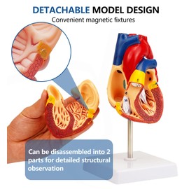 Human Heart Model for Anatomy, 2-Piece Detachable Life Size Heart Anatomy Model with 34 Anatomical Markings Base for School Teaching, Medical Teaching