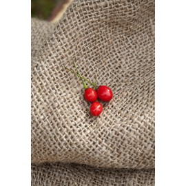 Wiri Wiri Heirloom Pepper Premium Seed Packet + More