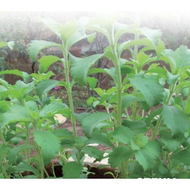 Heirloom Herb - Stevia
