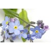 Forget Me Not 'Blue Bird' (Myosotis oblongata) - 300 Seeds