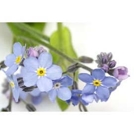 Forget Me Not 'Blue Bird' (Myosotis oblongata) - 300 Seeds