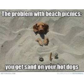 Funny Vizsla  refrigerator magnet  3 1/2 x 4"