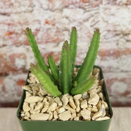 Stapelia scitula Cacti Cactus Succulent Real Live Plant