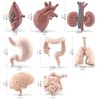 8 Pcs Human Body Model for Mini Body Parts Sets
