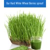 Palouse Brand Certified Glyphosate Residue Free Hard White Wheat Berries