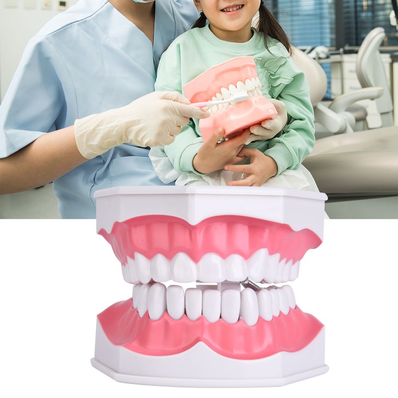 Dental Teaching Teeth Model with Toothbrush Children Education Teeth Brushing