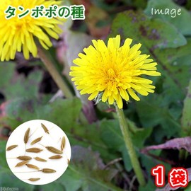 Dandelion Seeds (1 Bag), Herbs, Cultivation, Home Vegetables, Seeds