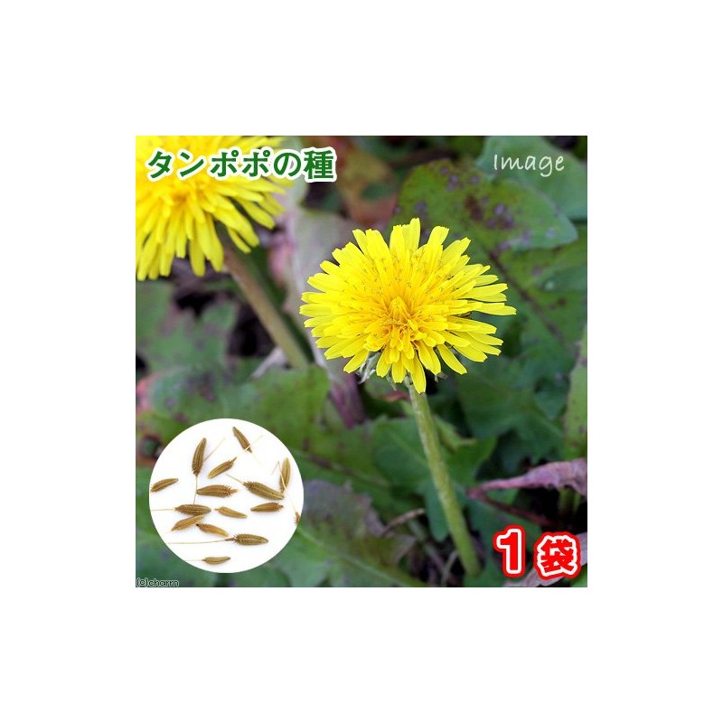 Dandelion Seeds (1 Bag), Herbs, Cultivation, Home Vegetables, Seeds