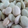 Early Thorogreen Bush Lima Bean - 1/2 LB Bulk ~560