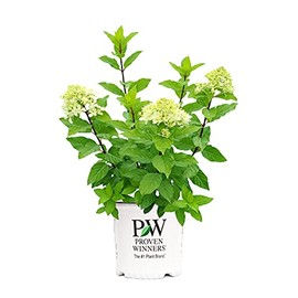 Live plant from Green Promise Farms Hydrangea pan. Quick Fire Fab (Panicle) Shrub, 2 Size Container Proven Winners, White to Pink Flowers