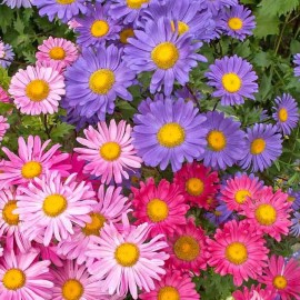 Southeast Seeds Single Mix China Aster Seeds, Beautiful Daisy Like, FREE SHIPPING - 1500 Seeds or 1/8 OZ