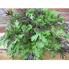 Viridis Hortus - Tasty Mustard Mix 1,700 (2.8g's) Nutritious Salad