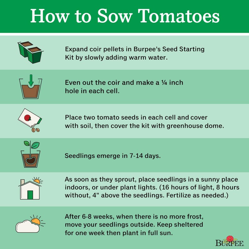 Burpee 'Big Boy' Tomato , 125 Non-GMO Seeds