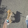 AIMALL 2M Automatic Retractable Pet Leash - Strong and Durable