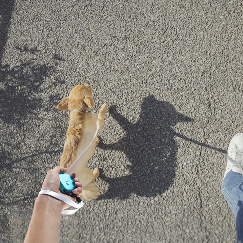 AIMALL 2M Automatic Retractable Pet Leash - Strong and Durable