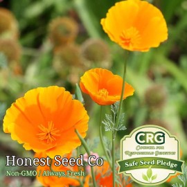 Honest Seed Co. California Poppy Orange Flower Seeds for Planting | USA Non-GMO Garden Seeds - 250+