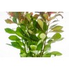 SubstrateSource Live Aquarium Stem Plants - Freshwater Aquatic Plant for