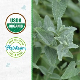 Back to The Roots 100% Organic Seed Packet - Catnip 100mg