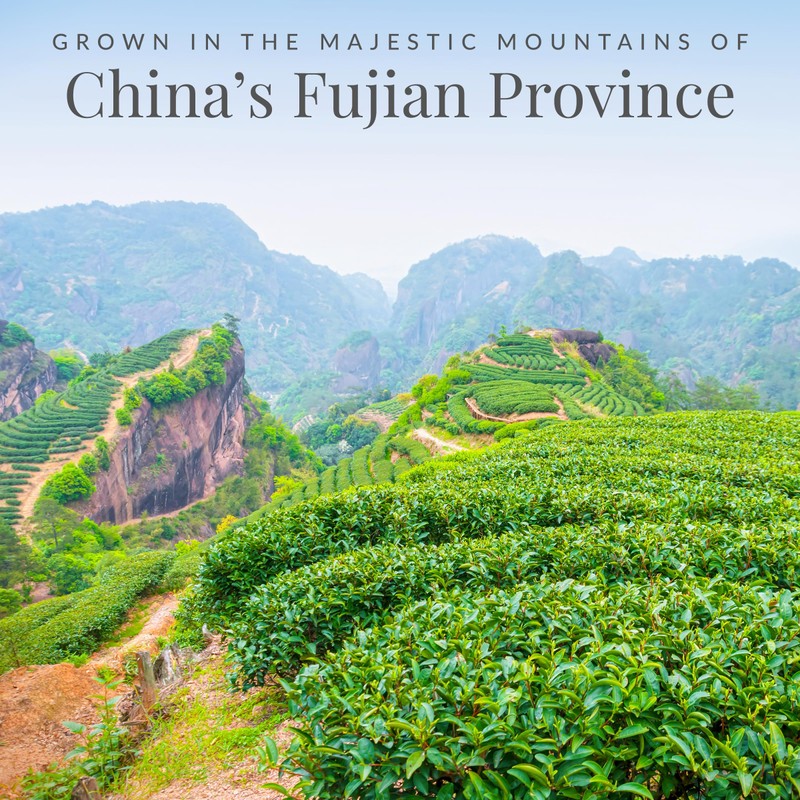 The Republic of Tea – Honey Mango 100% White Tea