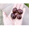 Chestnut American Hybrid Castanea dentata X mollissima Premium Seeds for