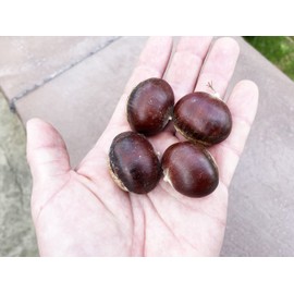 Chestnut American Hybrid Castanea dentata X mollissima Premium Seeds for Planting Packet