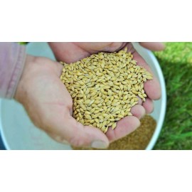 Barley Seeds (200) / ORGANIC / FLORIDA GROWN / CEREAL GRAIN