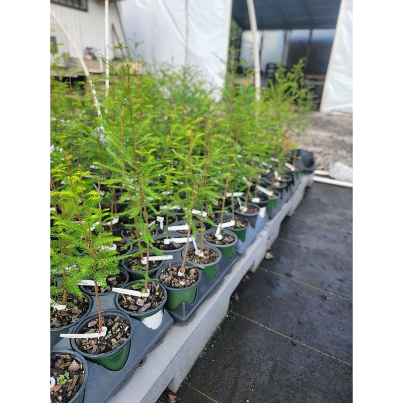 Bald Cypress Tree (Taxodium distichum) - Live Plant - (1