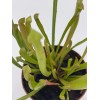 Florida House Plants Sweet Pitcher Plant, Carnivorous Plant, Sarracenia rubra