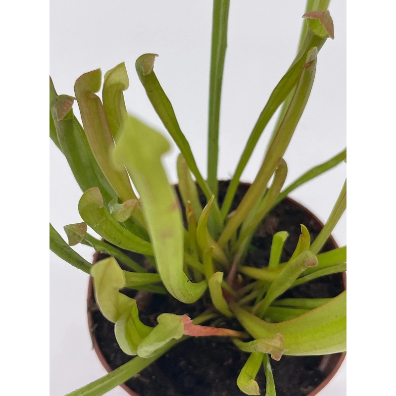 Florida House Plants Sweet Pitcher Plant, Carnivorous Plant, Sarracenia rubra