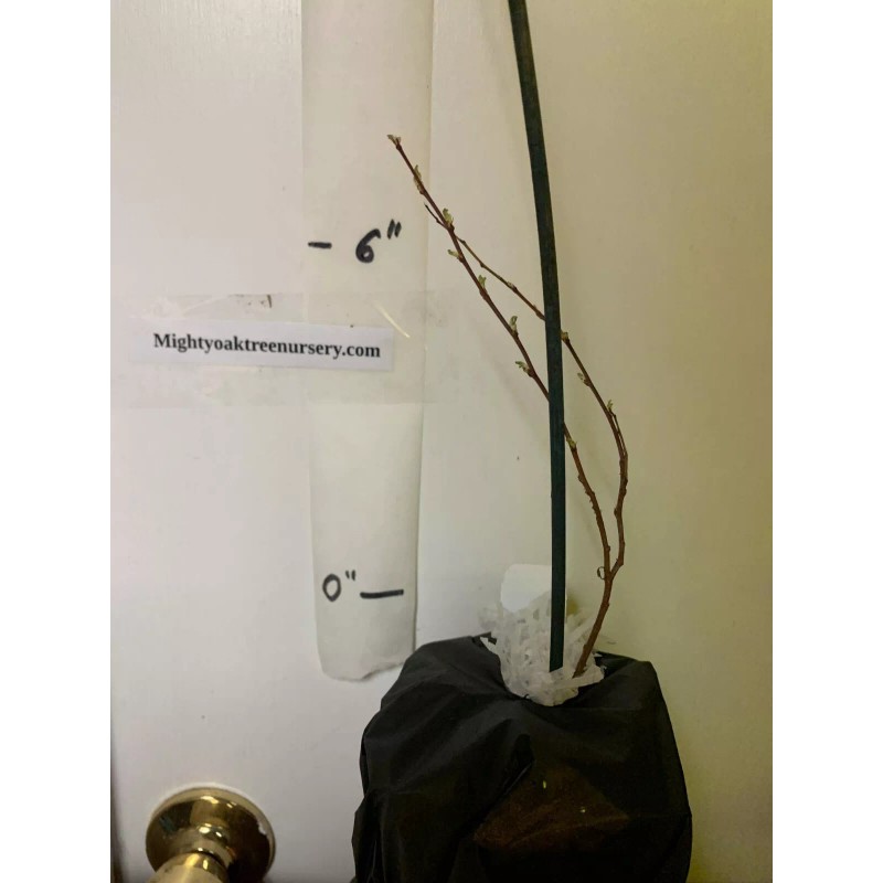 Live Tree Bush cherry Joel (Prunus japonica x Prunus jacquemontii)