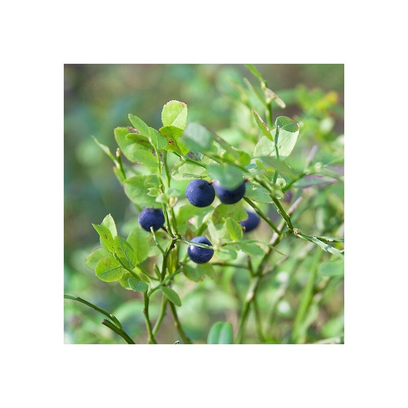 Bilberry Concentrate Powder 500g 3 Packs / 빌베리 농축 분말