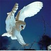 Heye Weingarten Barn Owl Puzzles (1000-Piece)