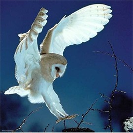 Heye Weingarten Barn Owl Puzzles (1000-Piece)