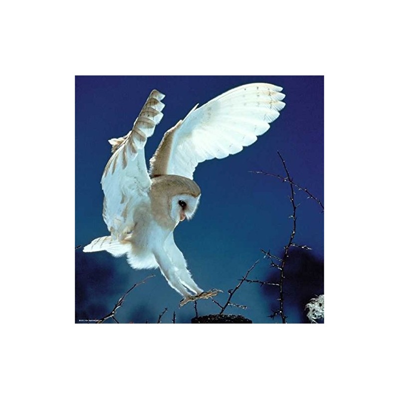 Heye Weingarten Barn Owl Puzzles (1000-Piece)