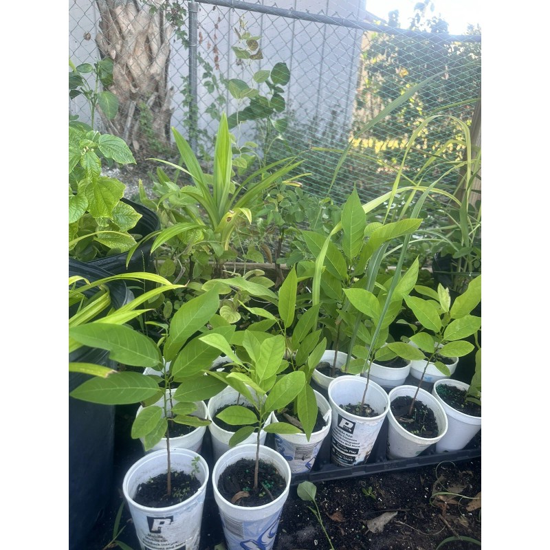 Tree 1 Sugar Apple Na Dai( Mãng Cầu Dai) 5"-7”