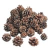 Natural Pine Cones