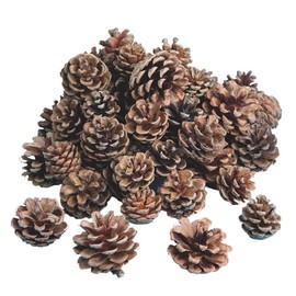Natural Pine Cones